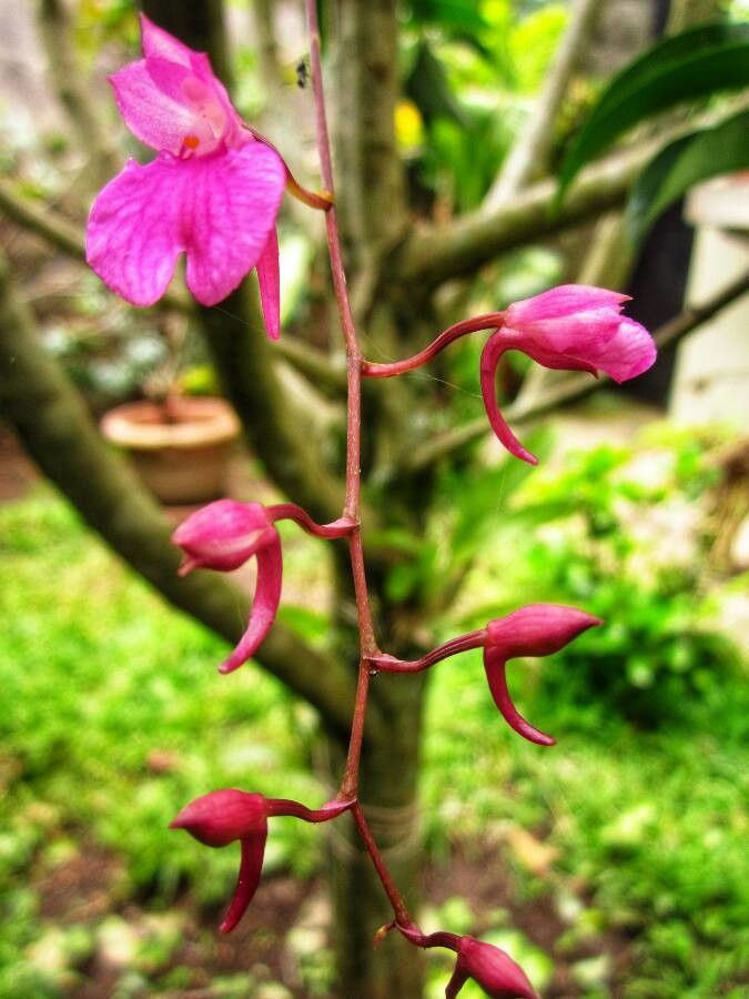 Comparettia falcata flower