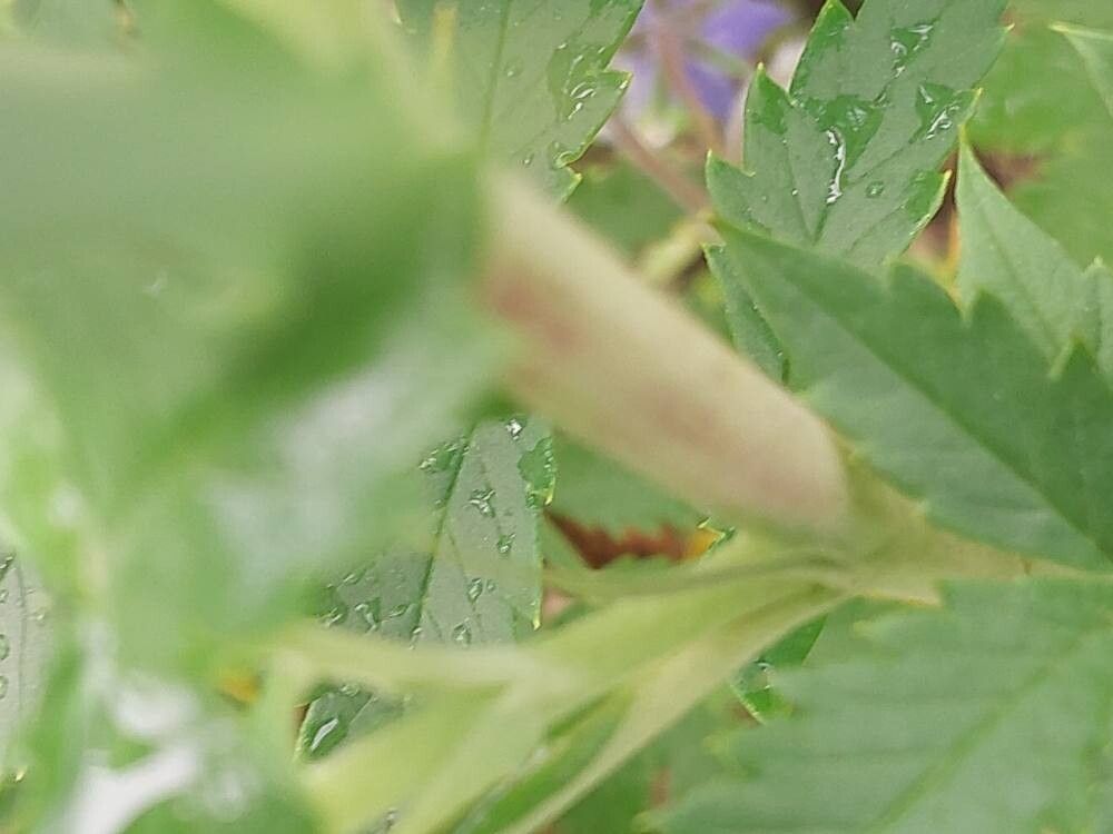 Melianthus dregeanus bark