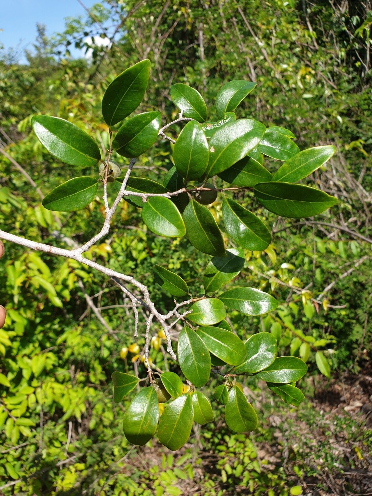Margaritaria rhomboidalis — related species from the same genus