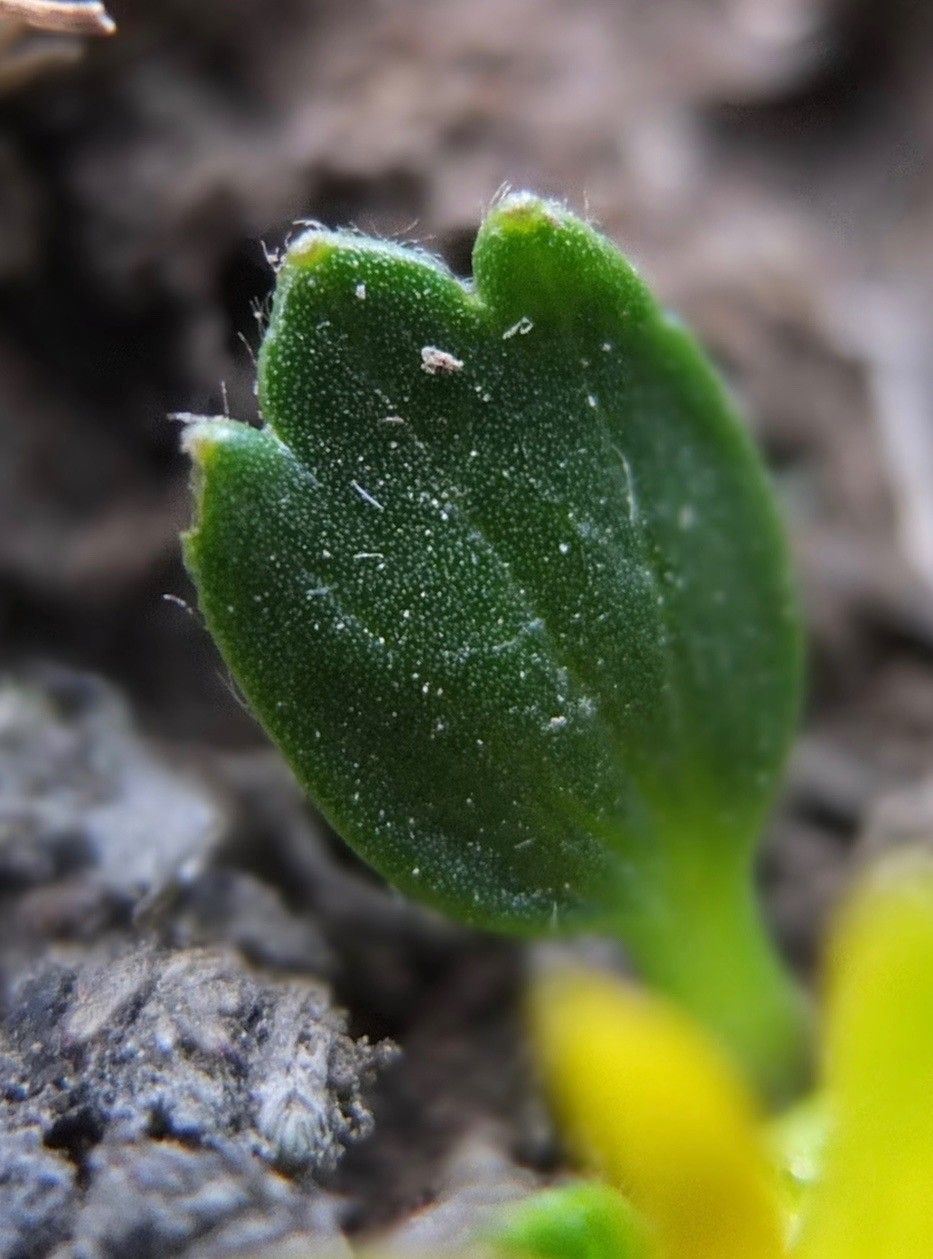 Ranunculus filamentosus — houseplant care guide