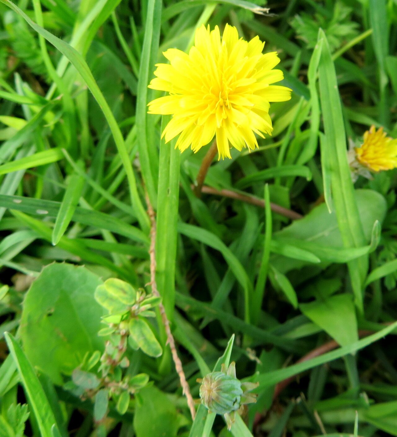 Taraxacum megalorrhizon flower