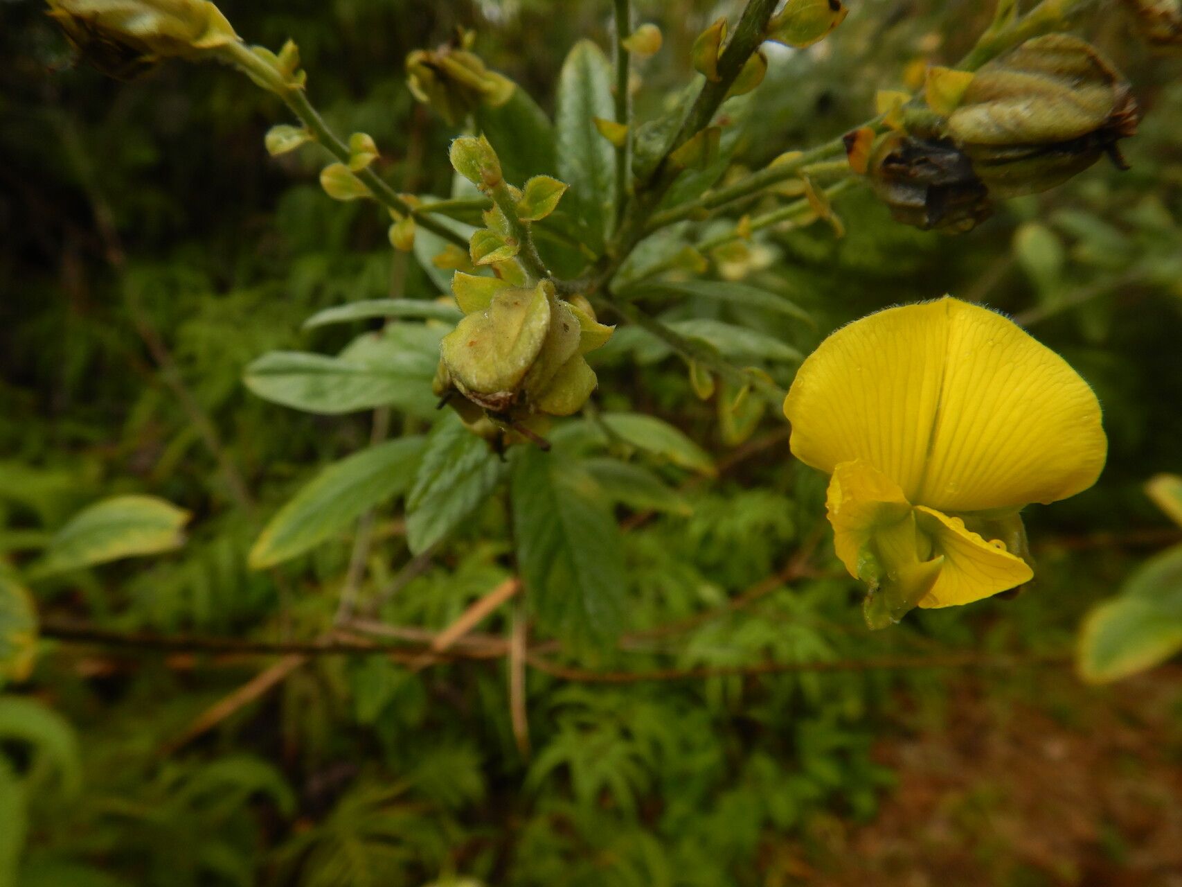 Crotalaria berteroana flower