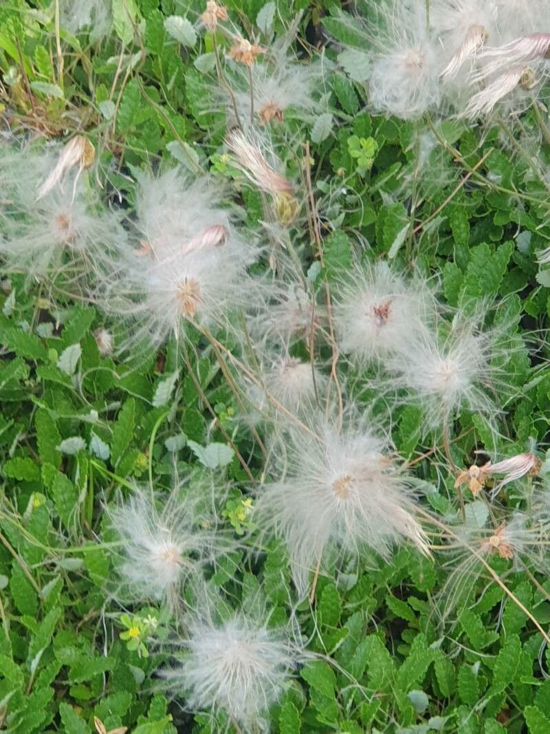 Dryas drummondii flower