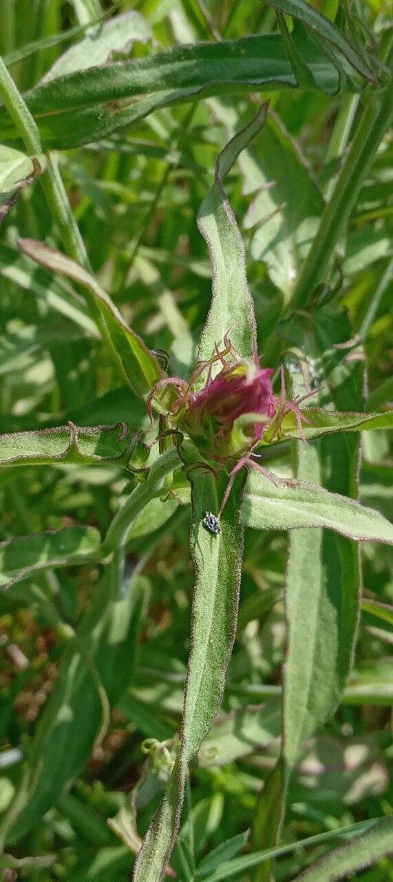 Melampyrum arvense leaf