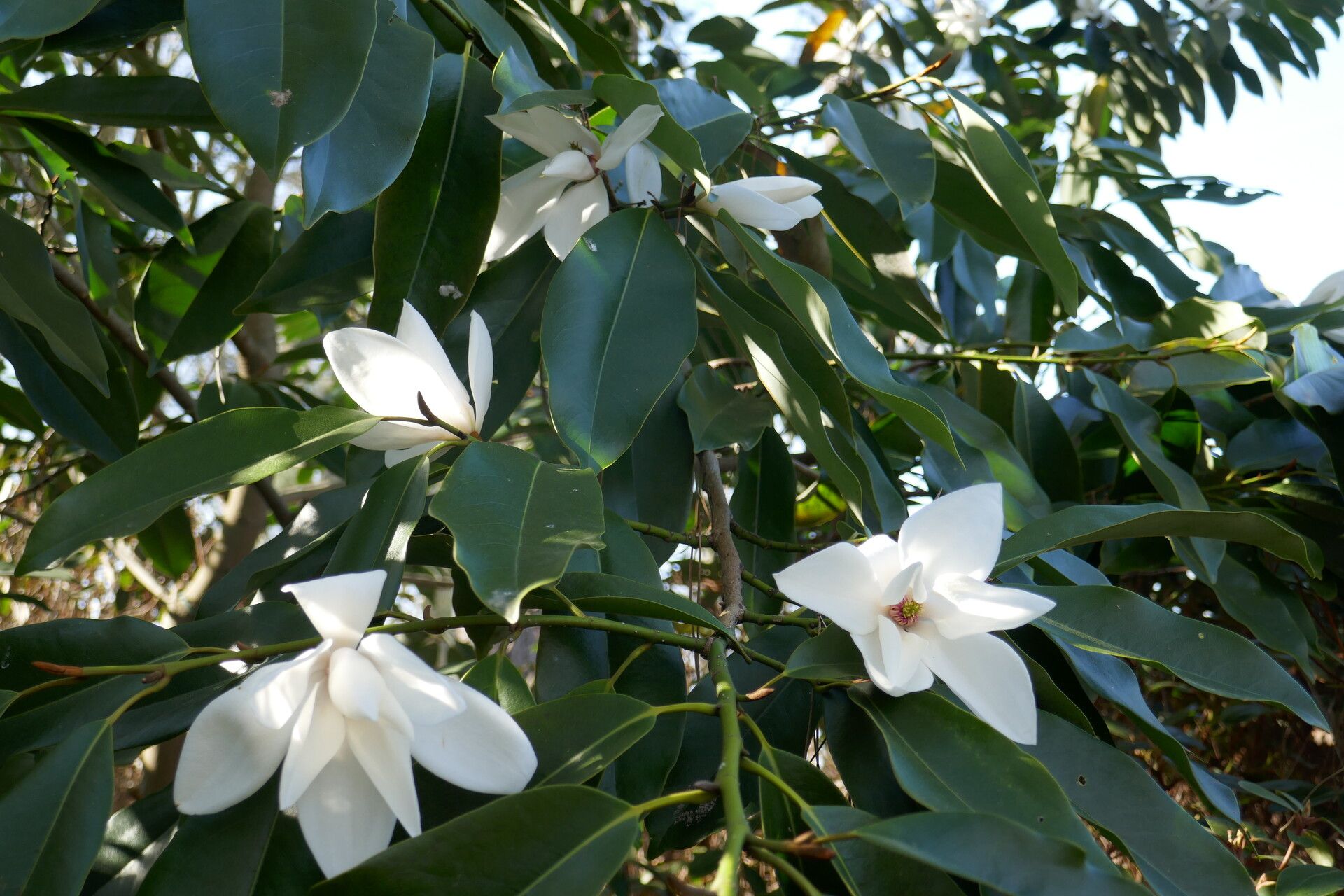 Magnolia cavaleriei — houseplant care guide