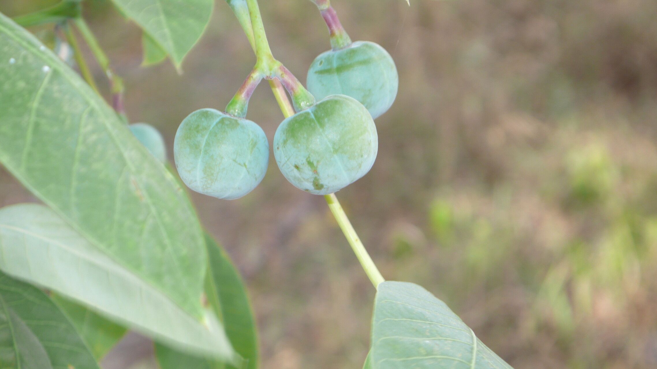 Manihot glaziovii fruit