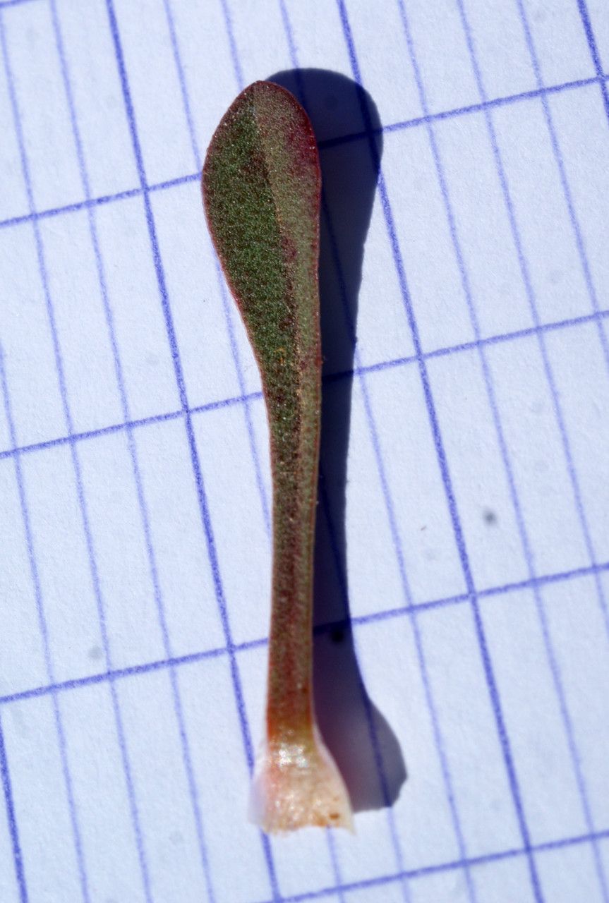 Limonium saxicola leaf