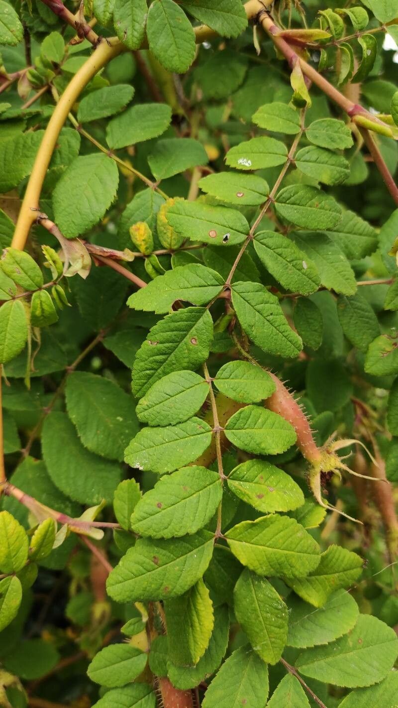 Rosa multibracteata — houseplant care guide