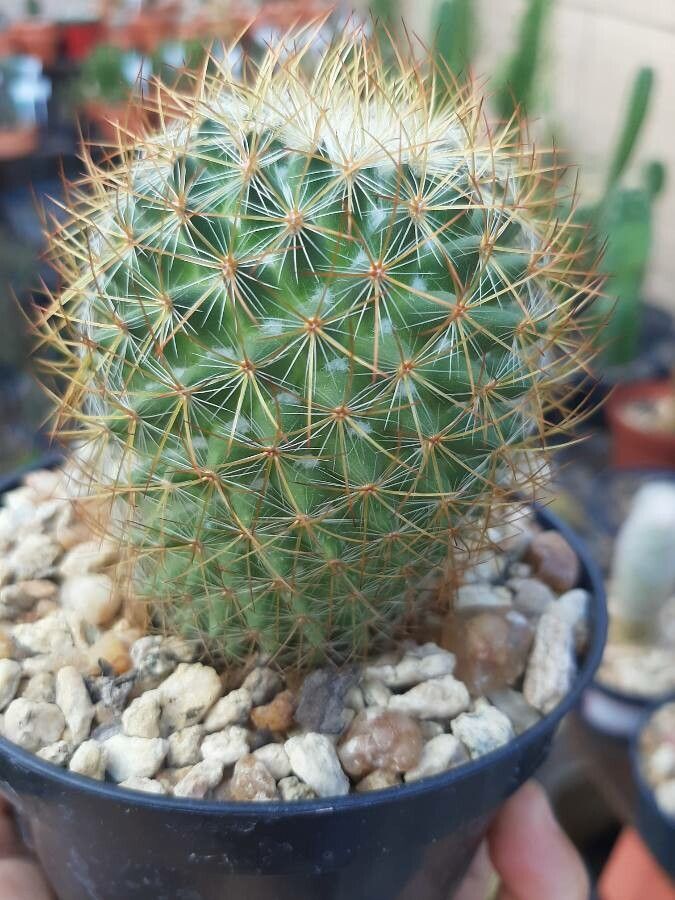 Mammillaria barbata — search result for 'Mammillaria'