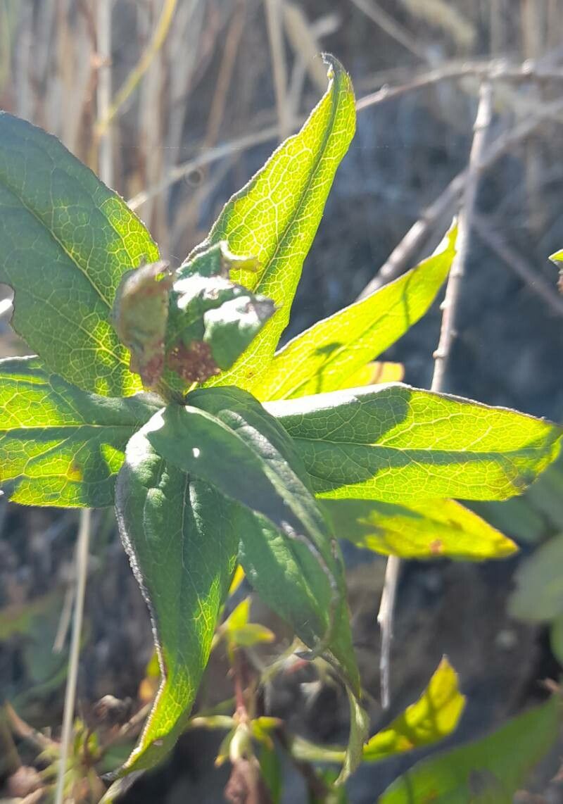 Baccharis racemosa leaf
