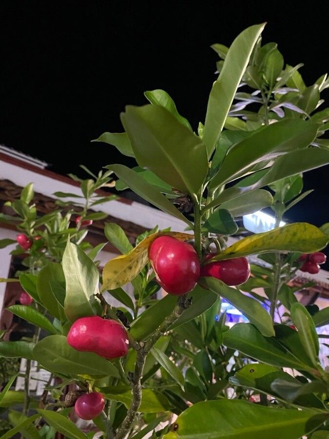 Cascabela gaumeri — related species from the same genus