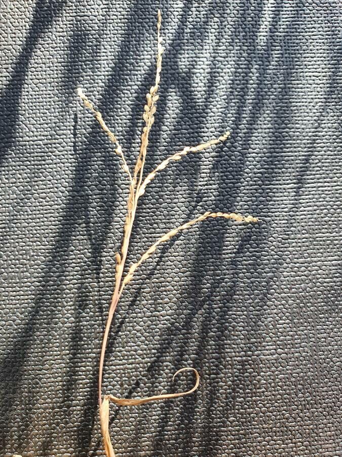 Leersia hexandra fruit