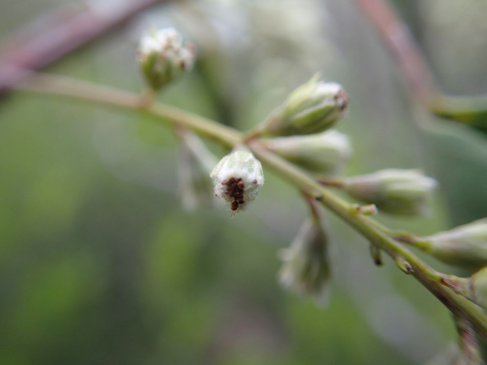 Homalium betulifolium flower