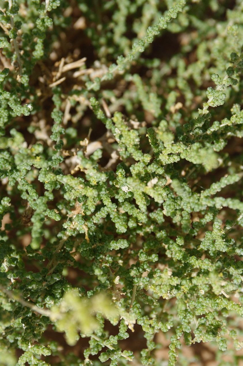 Caroxylon imbricatum leaf