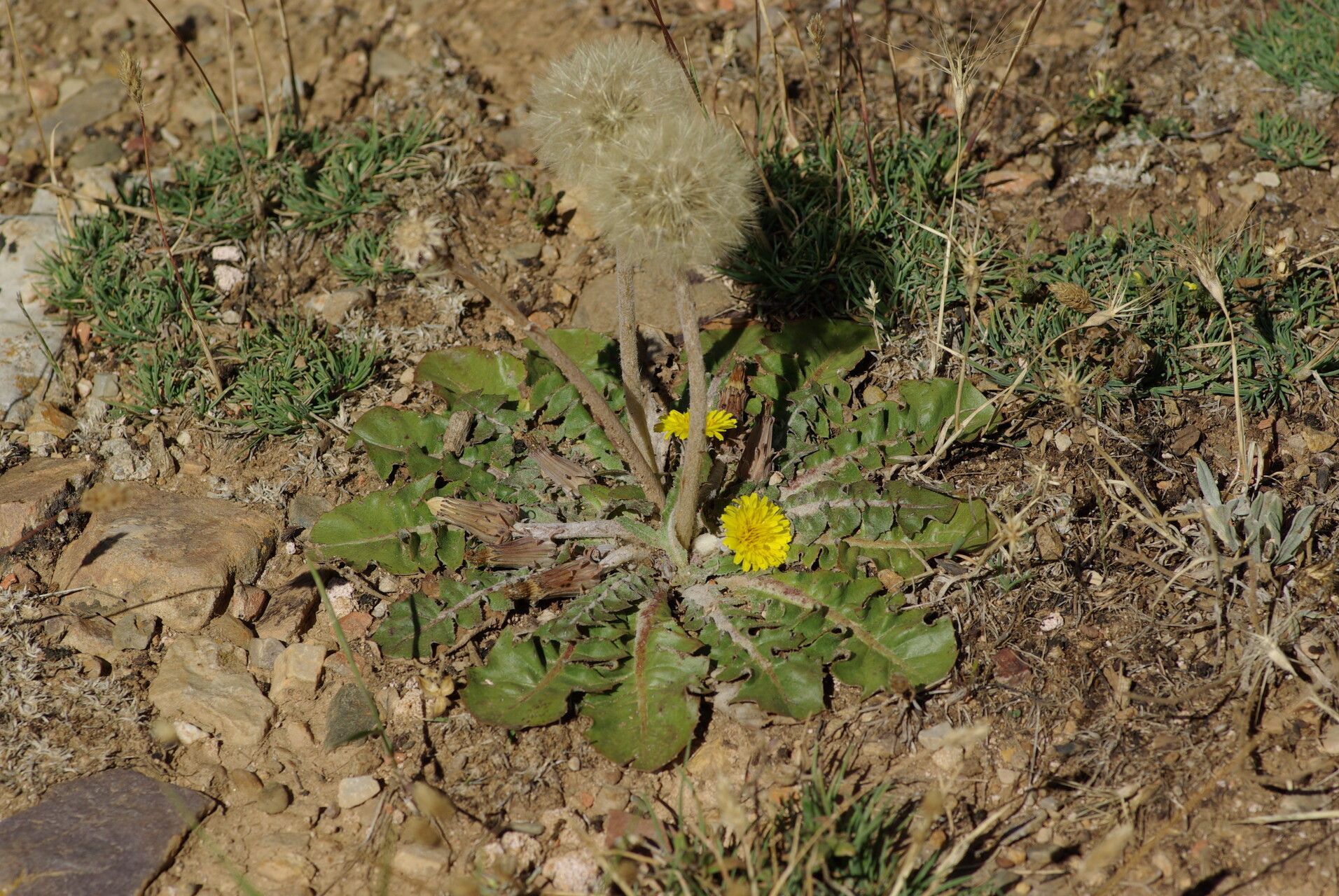 Taraxacum obovatum — search result for 'Taraxacum'