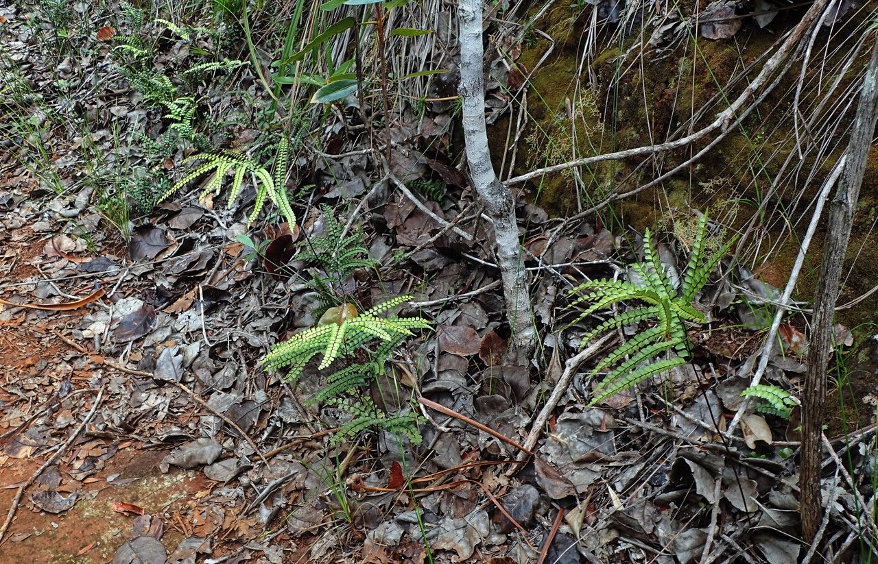 Lindsaea nervosa habit