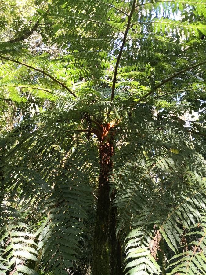 Cyathea multiflora — houseplant care guide
