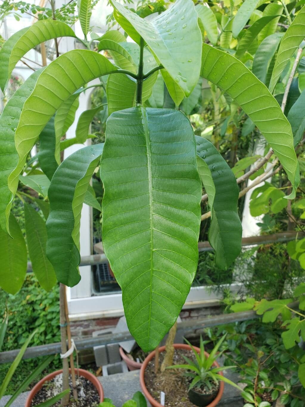 Voacanga grandifolia — related species from the same genus