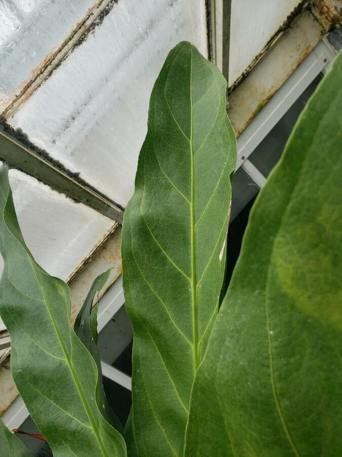 Anthurium fendleri — search result for 'Anthurium'