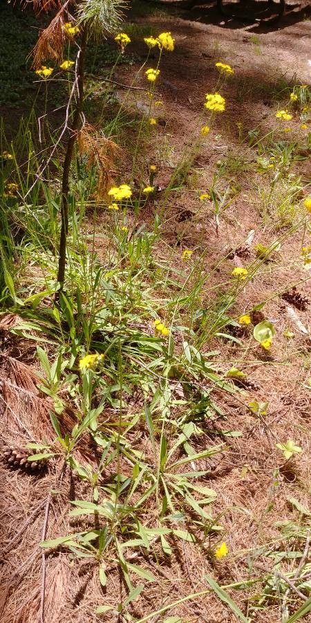 Hieracium piloselloides — search result for 'Pilosella'