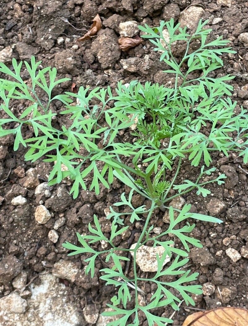 Fumaria parviflora — search result for 'Central Africa'