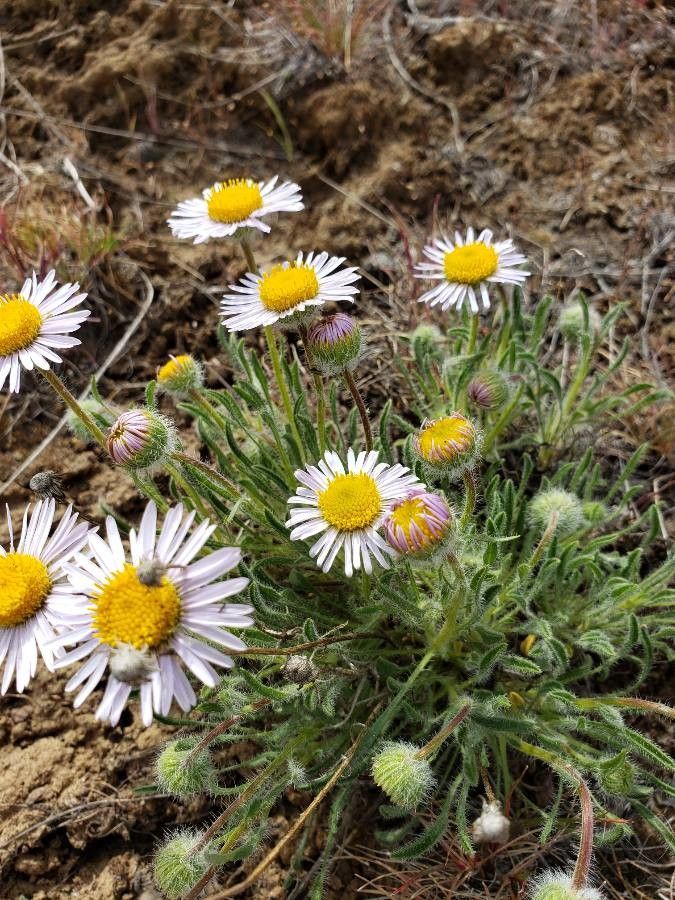 Erigeron poliospermus — search result for 'Cereus'
