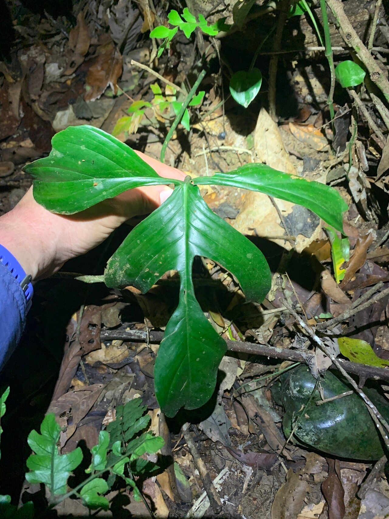 Philodendron quinquelobum leaf