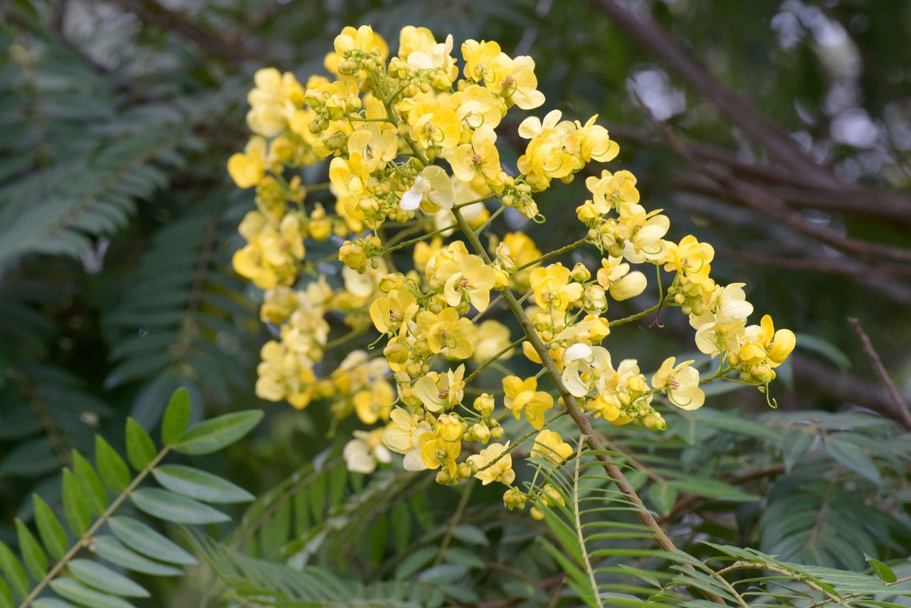 Cassia sieberiana flower