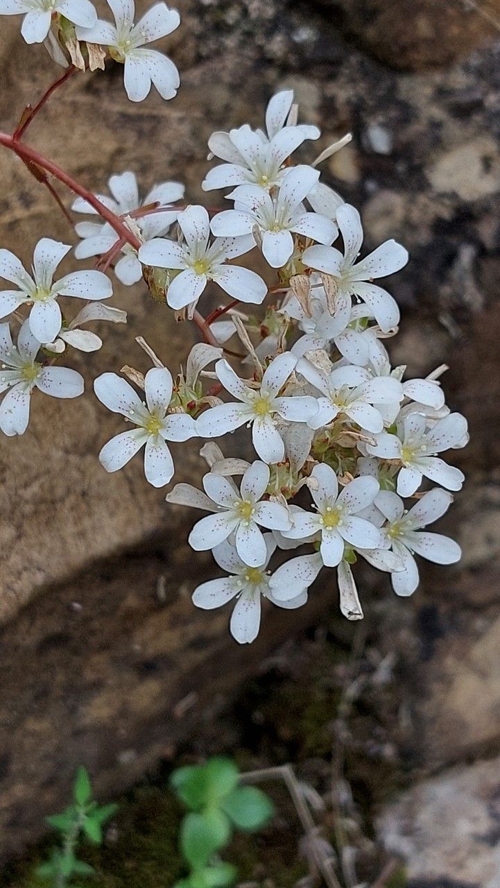Saxifraga cochlearis flower