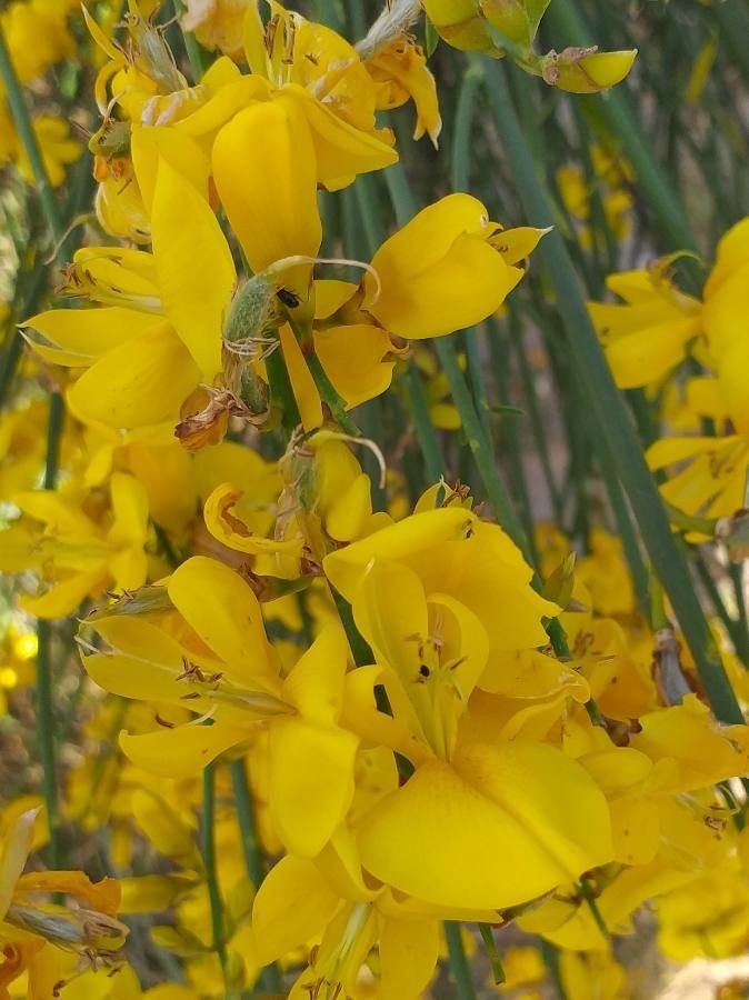 Spartium junceum flower