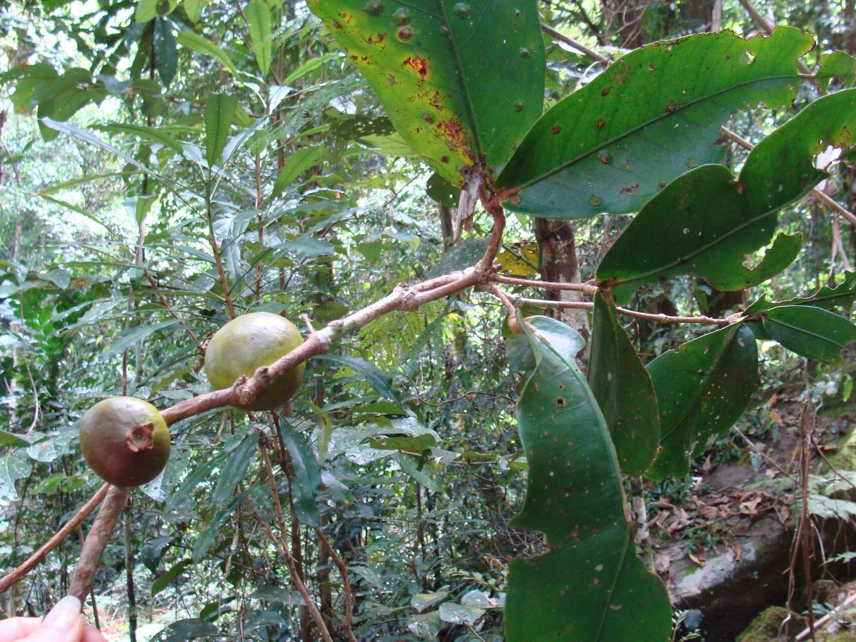Eugenia mouensis fruit