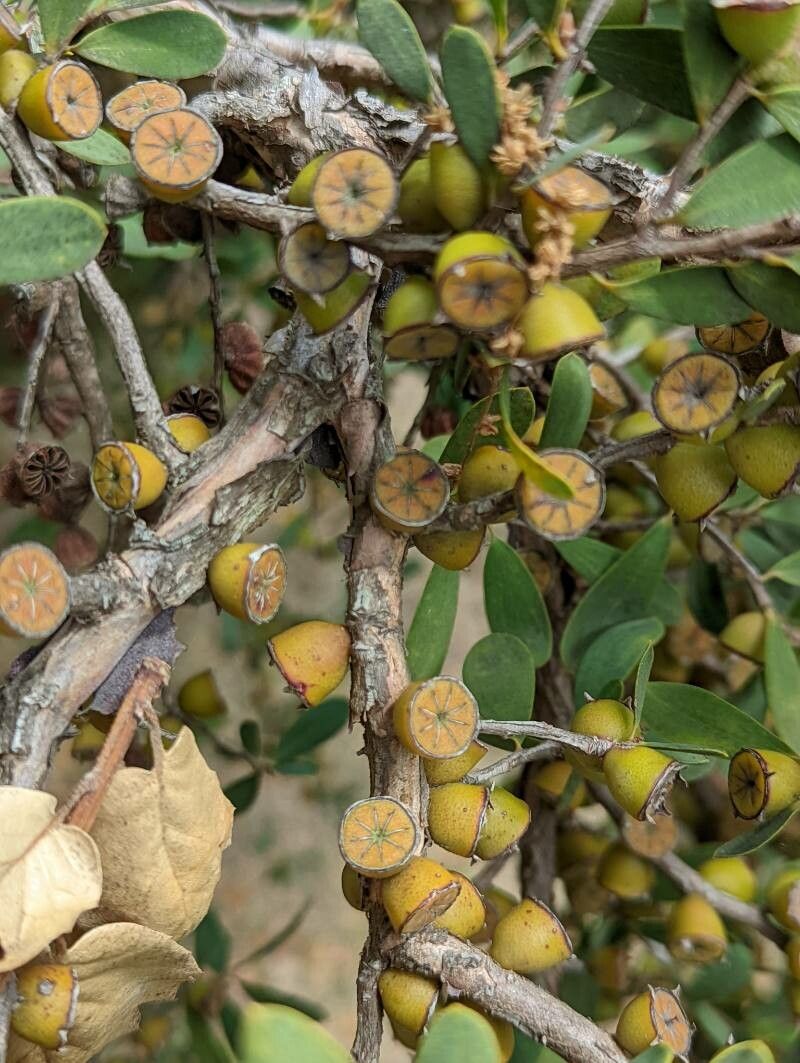 Leptospermum laevigatum fruit