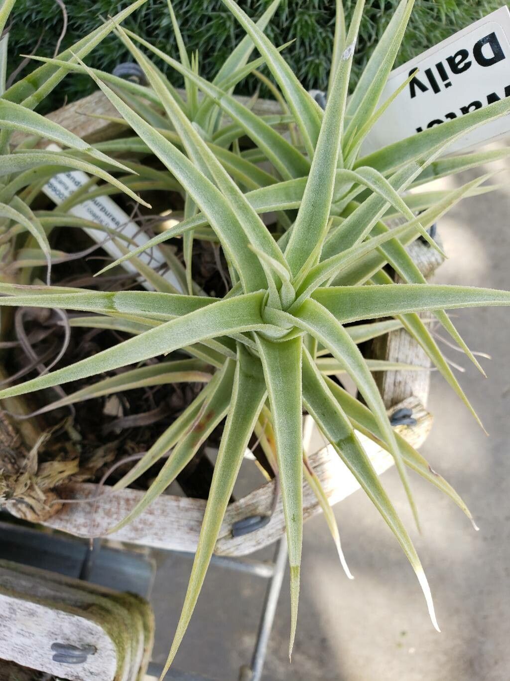 Tillandsia purpurea — houseplant care guide