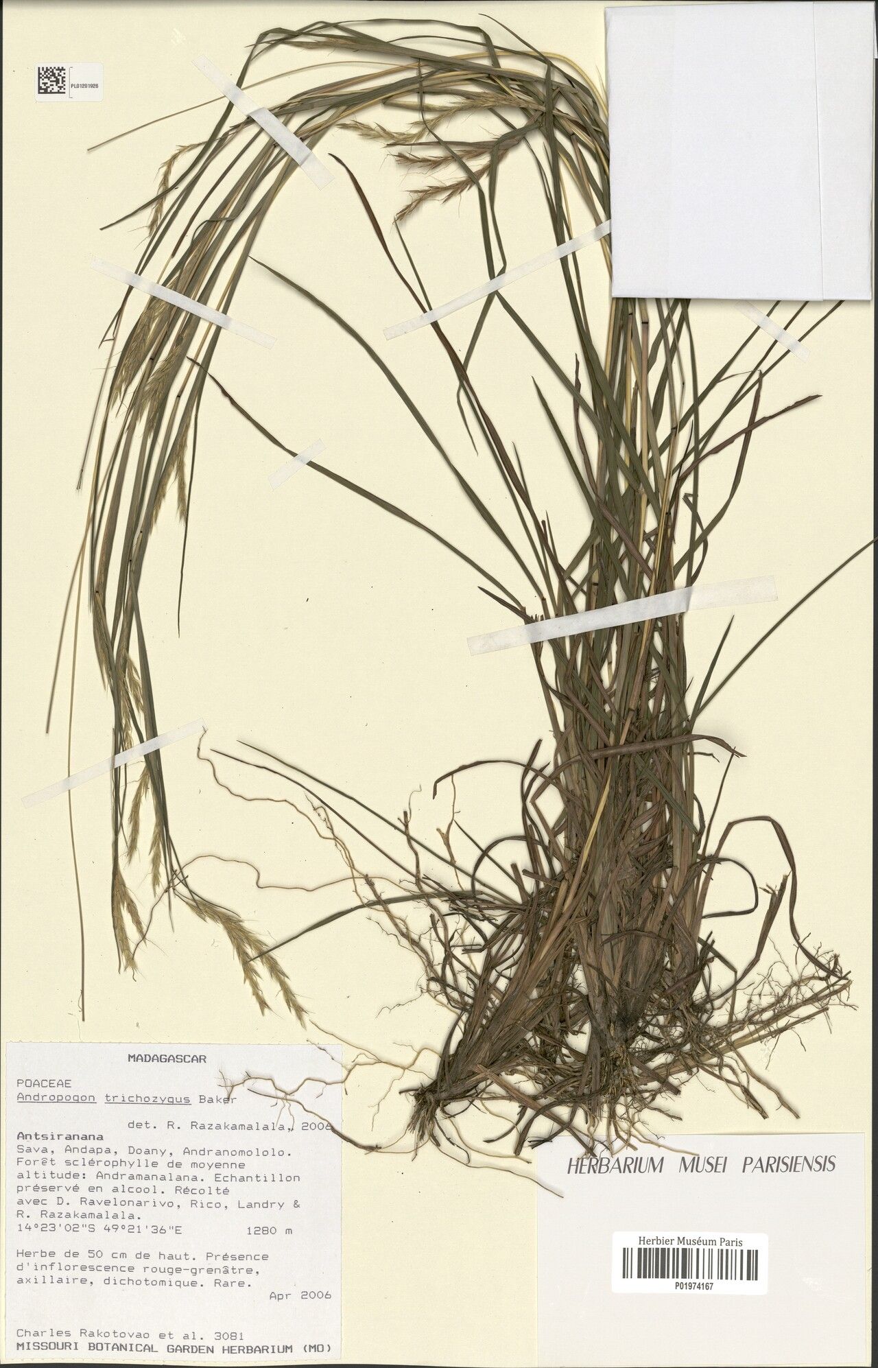 Andropogon tsaratananensis — search result for 'Andropogon'