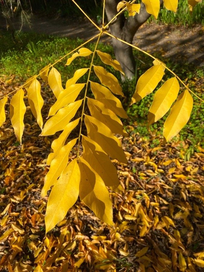 Sapindus mukorossi — search result for 'Sapindaceae'