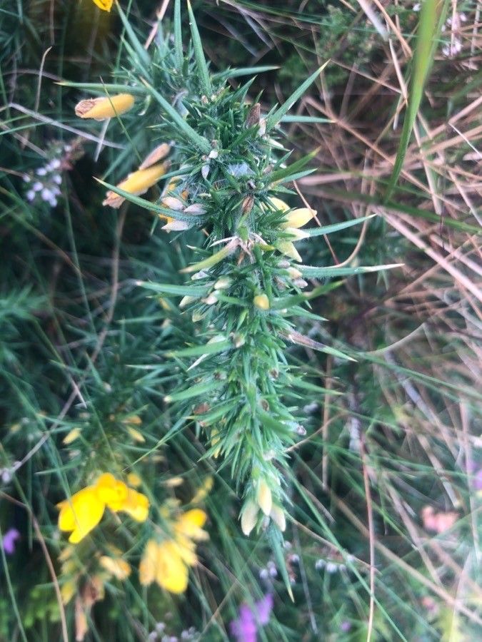 Ulex gallii — houseplant care guide