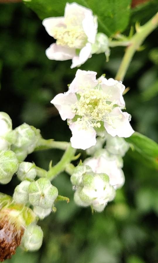 Rubus discolor flower