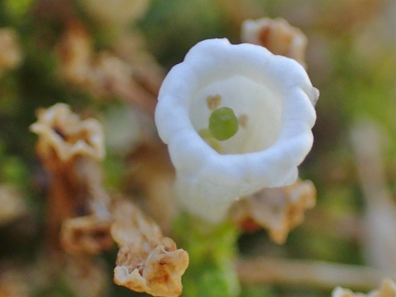 Fabiana imbricata flower