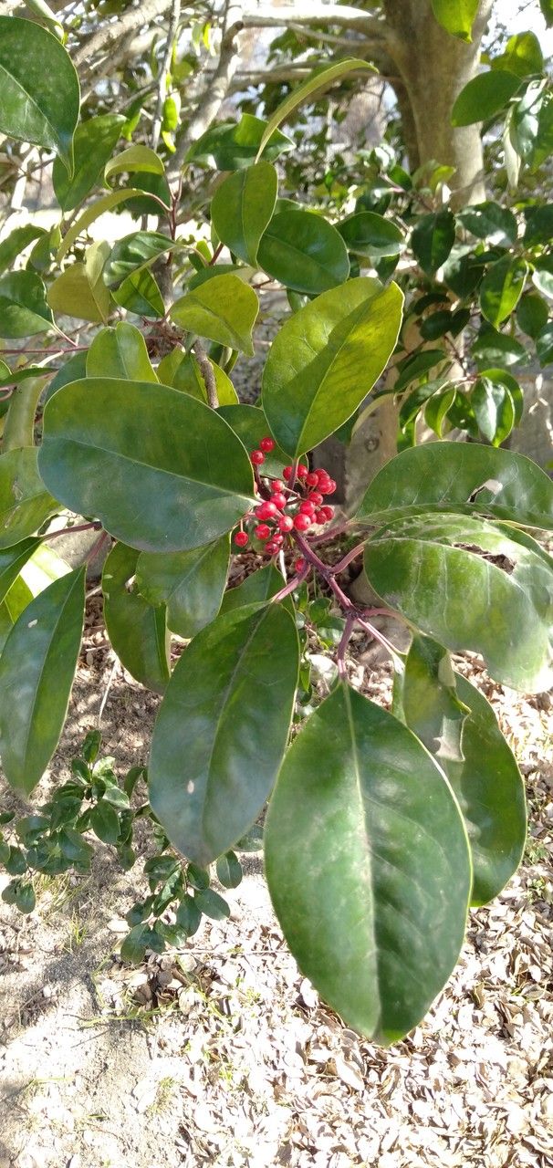 Ilex rotunda fruit