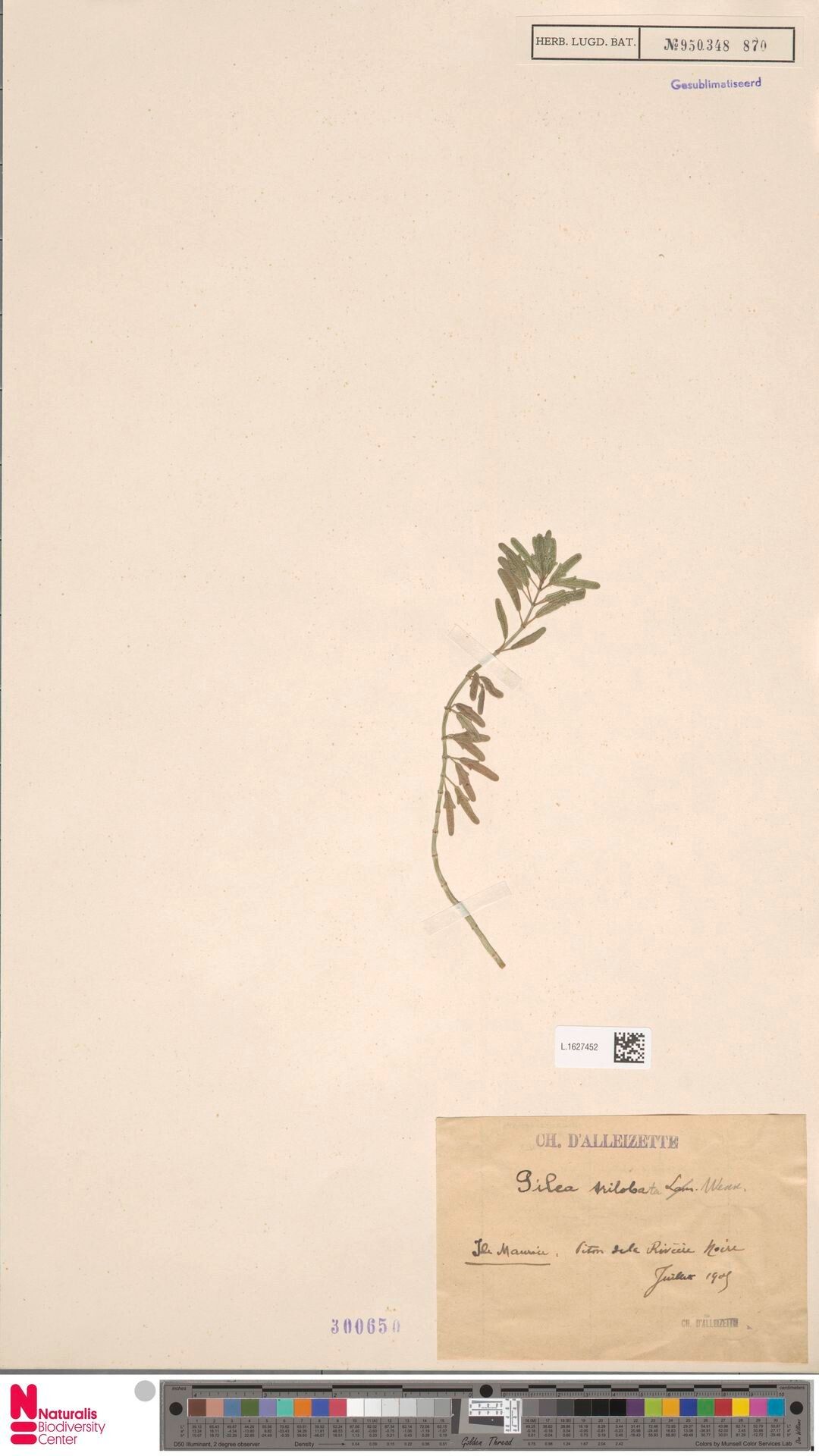 Pilea trilobata — search result for 'Pilea'