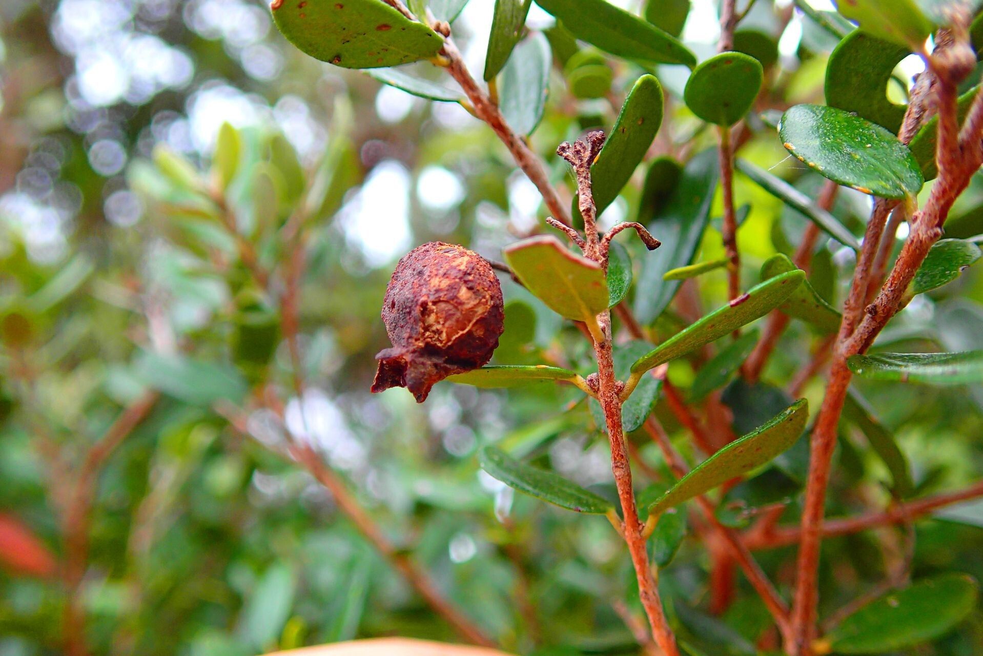 Eugenia balansae fruit