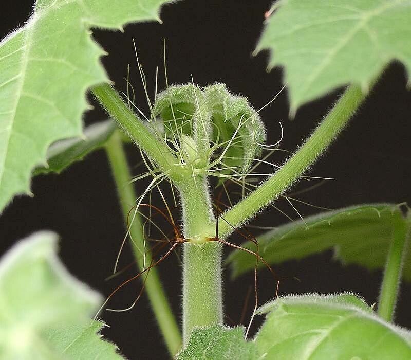 Jatropha spicata leaf