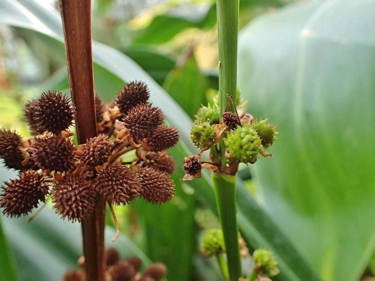Echinodorus floribundus fruit