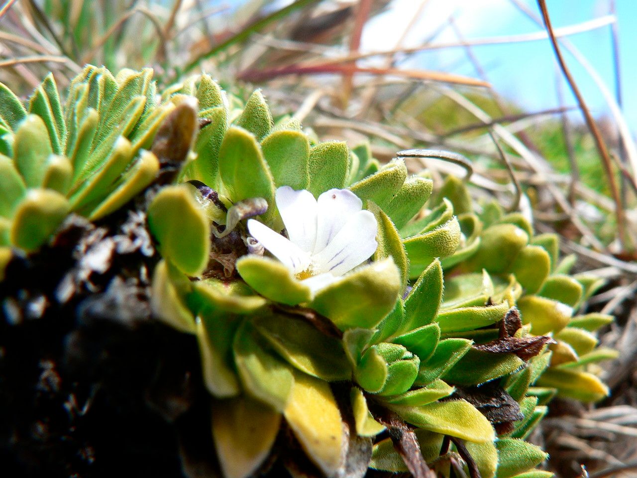 Viola bangii flower