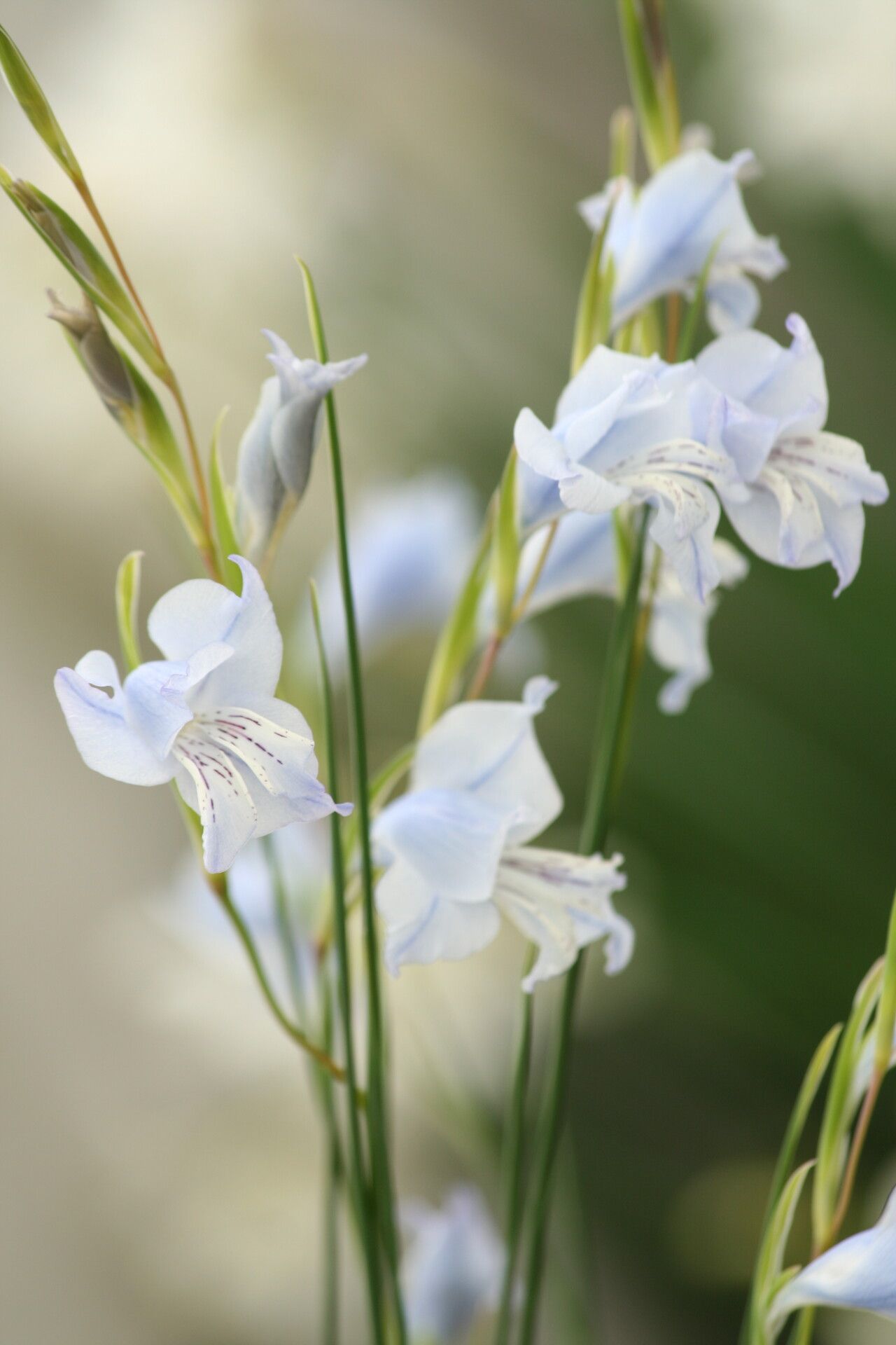 Gladiolus gracilis — search result for 'Gladiolus'
