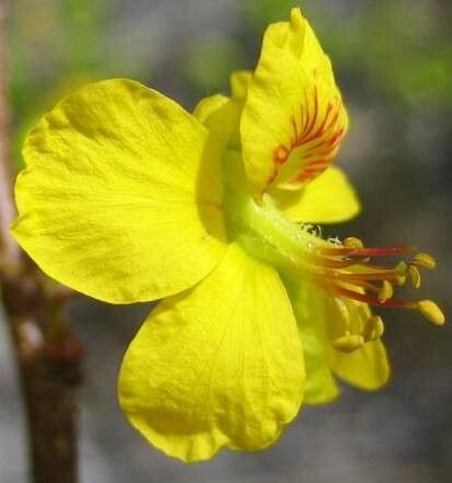 Haematoxylum brasiletto flower