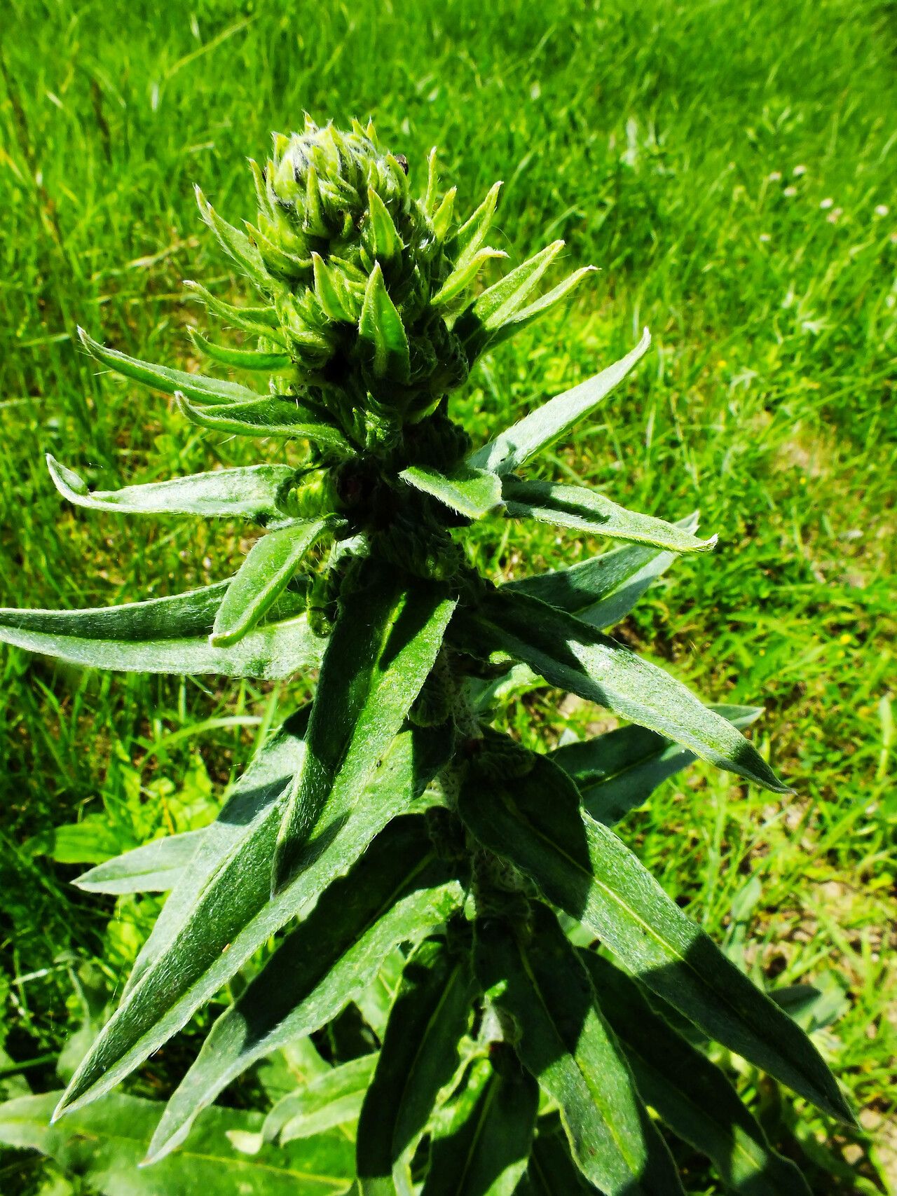 Madia sativa — search result for 'Chile'