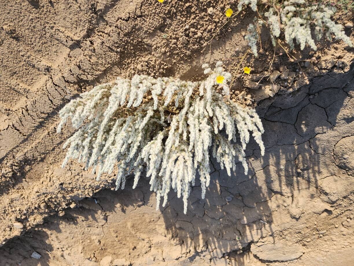Bassia eriophora habit