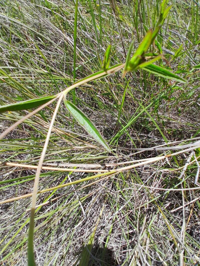 Aspilia bojeri — related species from the same genus