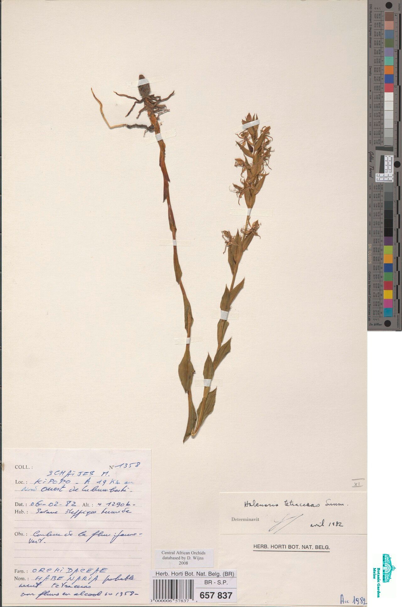 Habenaria tetraceras — houseplant care guide